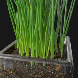 Alternative view of Chives (v5)