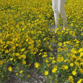 Alternative view of Stiff Tickseed (v3)