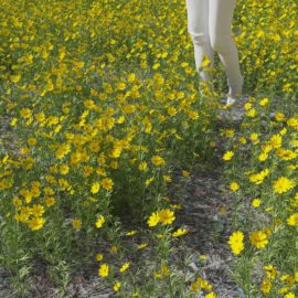 Alternative view of Stiff Tickseed (v4)