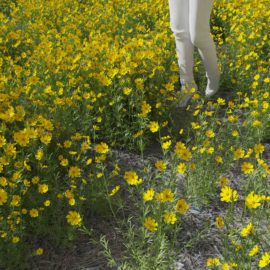 Alternative view of Stiff Tickseed (v5)