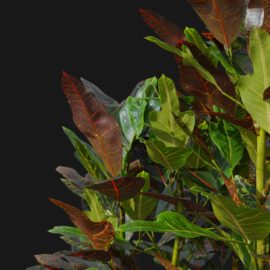 Alternative view of Croton Plant (v1)