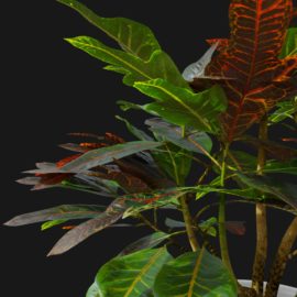 Alternative view of Croton Plant (v2)