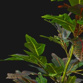 Alternative view of Croton Plant (v3)