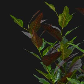 Alternative view of Croton Plant (v4)