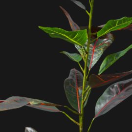 Alternative view of Croton Plant (v5)