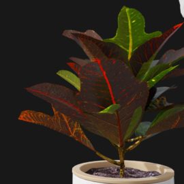 Alternative view of Croton Plant (v6)