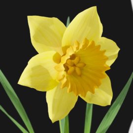 Alternative view of Daffodil (v1)