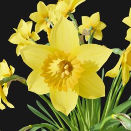 Alternative view of Daffodil (v10)