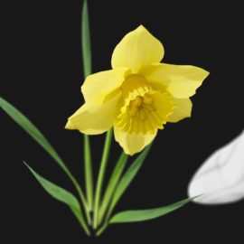 Alternative view of Daffodil (v2)