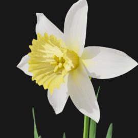 Alternative view of Daffodil (v3)