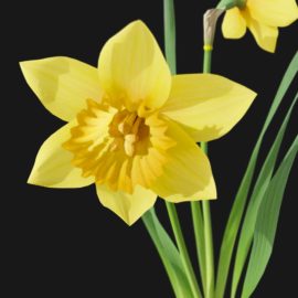 Alternative view of Daffodil (v4)