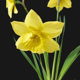 Alternative view of Daffodil (v5)