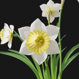 Alternative view of Daffodil (v6)