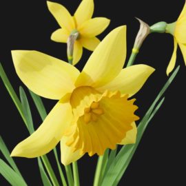 Alternative view of Daffodil (v7)