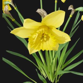 Alternative view of Daffodil (v8)