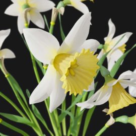 Alternative view of Daffodil (v9)