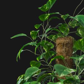 Alternative view of Devils Ivy (v1)