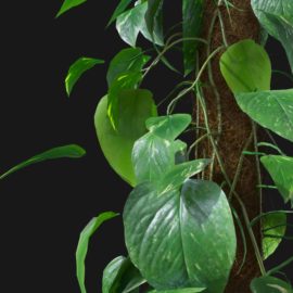 Alternative view of Devils Ivy (v2)