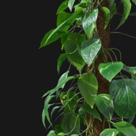 Alternative view of Devils Ivy (v3)