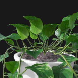 Alternative view of Devils Ivy (v4)