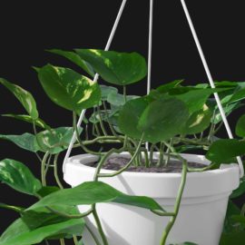 Alternative view of Devils Ivy (v5)