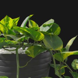 Alternative view of Devils Ivy (v6)