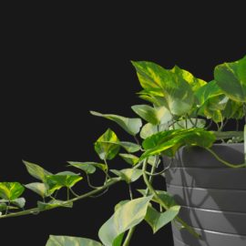 Alternative view of Devils Ivy (v7)