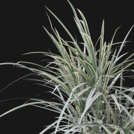 Alternative view of Dragon Tree (v1)