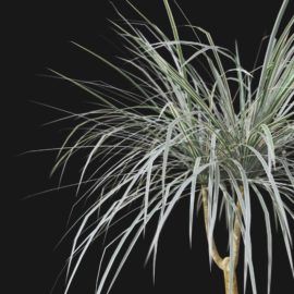 Alternative view of Dragon Tree (v2)