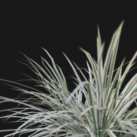 Alternative view of Dragon Tree (v3)