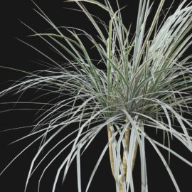 Alternative view of Dragon Tree (v4)