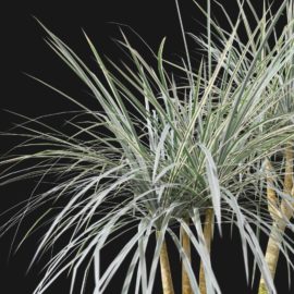 Alternative view of Dragon Tree (v5)