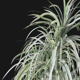 Alternative view of Dragon Tree (v6)