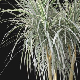 Alternative view of Dragon Tree (v7)