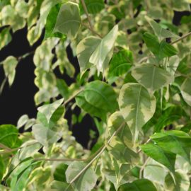 Alternative view of Ficus Tree (v2)