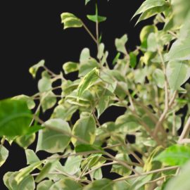 Alternative view of Ficus Tree (v3)