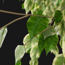 Alternative view of Ficus Tree (v4)