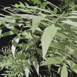 Alternative view of European Ash (v1)