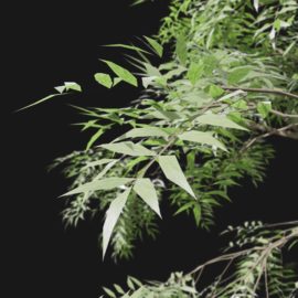 Alternative view of European Ash (v2)