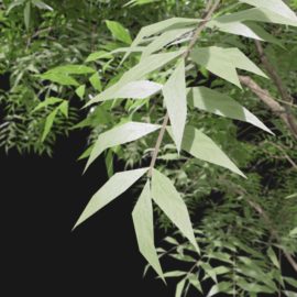 Alternative view of European Ash (v3)