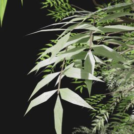 Alternative view of European Ash (v4)