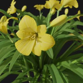 Alternative view of Daylily (v1)