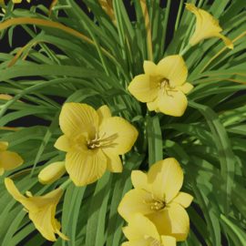 Alternative view of Daylily (v10)