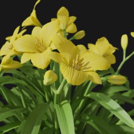 Alternative view of Daylily (v2)