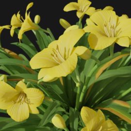 Alternative view of Daylily (v3)