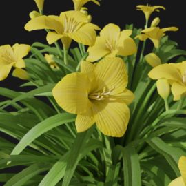Alternative view of Daylily (v4)