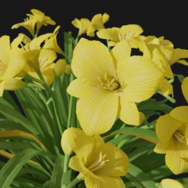 Alternative view of Daylily (v5)