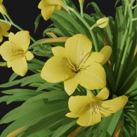 Alternative view of Daylily (v6)