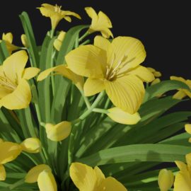 Alternative view of Daylily (v7)