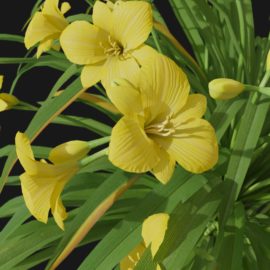 Alternative view of Daylily (v8)